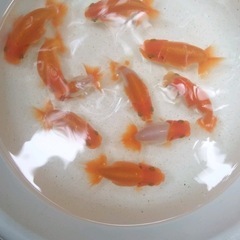 金魚　蘭鋳　らんちゅう 当歳 8.5〜9.5cm