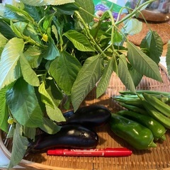 無農薬昼どれ(10/9)野菜セット