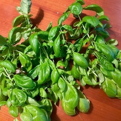 値下げ バジルソースやジェノベーゼに　バジル大量