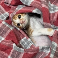 【お話中】子猫（女の子）の里親さんを募集します。 − 熊本県