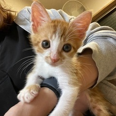 【お話中】子猫（女の子）の里親さんを募集します。