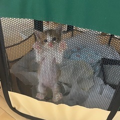 【お話中】子猫（女の子）の里親さんを募集します。 - 猫
