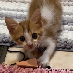 【お話中】子猫（女の子）の里親さんを募集します。 - 熊本市