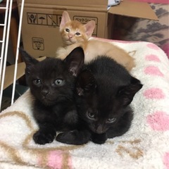 黒猫３兄弟里親募集