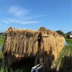 
新米の画像