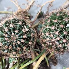 綺麗な花が咲くサボテン苗PK/W 最終1セットの画像