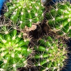 綺麗な花が咲くサボテン苗PK/W 最終1セットの画像