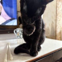 走り回るのが大好きな黒猫くん