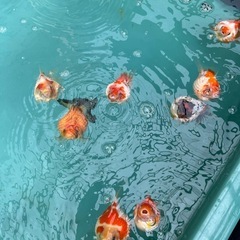 金魚　らんちゅう　ピンポンパールの画像