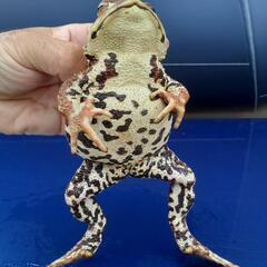 本州発送可能！LLサイズのヒキガエルの画像