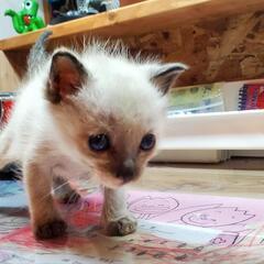 【里親様候補決定致しました】子猫の飼い主さん募集