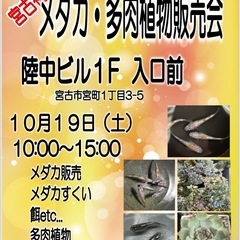 宮古　メダカ・多肉植物販売