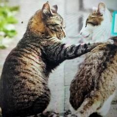 少しだけ、一緒に散歩しませんか？