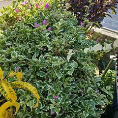 お取り置き中️⭕️植木 ガーデニング ブーゲンビリア