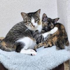 in名古屋市☆子猫たくさん！保護猫をオウチに迎えよう☆2024年...