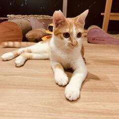 可愛い❤茶白♂️家猫修行中劣悪な環境より保護致しました。この子を幸せにして下さい。 - 猫
