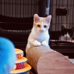 可愛い❤茶白♂️家猫修行中劣悪な環境より保護致しました。この子を幸せにして下さい。 − 神奈川県