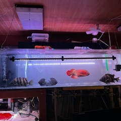 大型アクリル水槽の画像