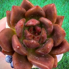 多肉植物✨レッドダイヤモンド ✨