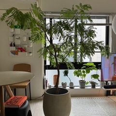 【取引中】観葉植物　エバーフレッシュ168cm