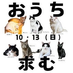イトネコの譲渡会（糸島市）