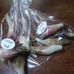 新鮮野菜コーナーにミョウガ(5個入)を品出ししました。