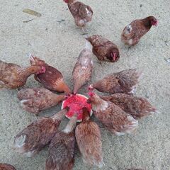 ＳＮＳ広報担当者の画像