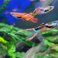 熱帯魚 エンドラーズグッピー
