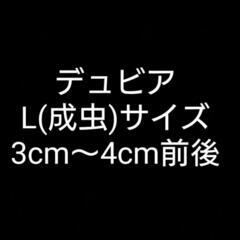 デュビア Lサイズ