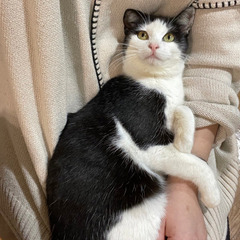 【見つかりました】猫を探しています