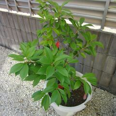 三重カナメ　大