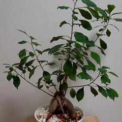 【観葉植物】★ガジュマルの鉢