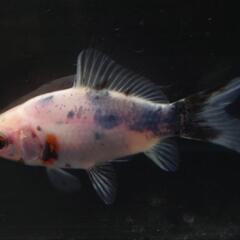 🐟️三色和金✨️　約７センチ前後　№1　安心現物個体の画像