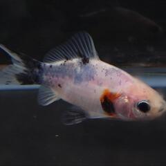 🐟️三色和金✨️　約７センチ前後　№1　安心現物個体の画像