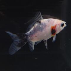 🐟️三色和金✨️　約７センチ前後　№1　安心現物個体の画像