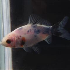🐟️三色和金✨️　約７センチ前後　№1　安心現物個体の画像