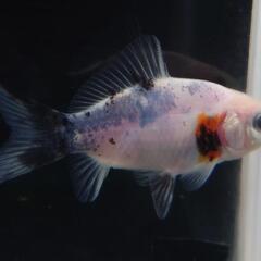 🐟️三色和金✨️　約７センチ前後　№1　安心現物個体
