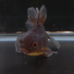 　🐟️ローズテールオランダ✨️　約９センチ前後　№4　安心現物個体の画像