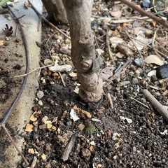 キウイ苗木　　受粉用トムリ　2年生苗の画像