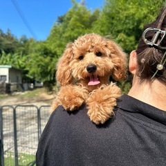 【飼い主様決まりました】ビションフリーゼ×トイプードルの女の子🤍