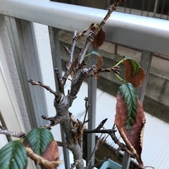 桜の木　まだ生きているの？