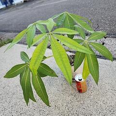 パキラ
