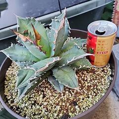 アガベ チタノタ