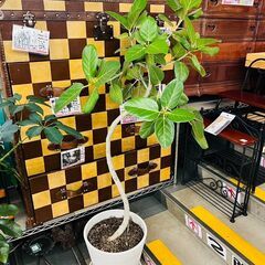 フィカス･ベンガレンシス（ベンガルゴム）｜観葉植物