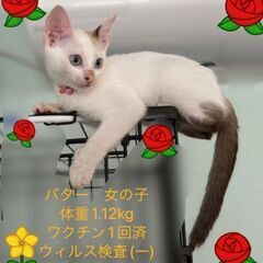 10月13日（日）三鷹で猫の譲渡会🍂🍁🍂白シャム系の女の子生後3...