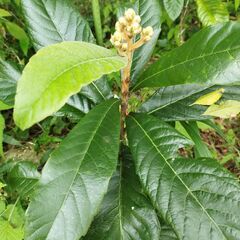 枇杷の葉100枚（生葉)・無農薬