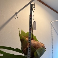 ビカクシダ　アルキコリネ　苔玉の画像