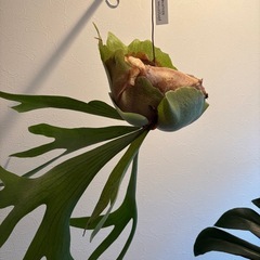 ビカクシダ　アルキコリネ　苔玉の画像