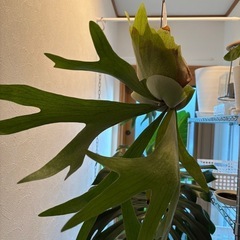 ビカクシダ　アルキコリネ　苔玉