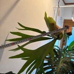 ビカクシダ　アルキコリネ　苔玉の画像